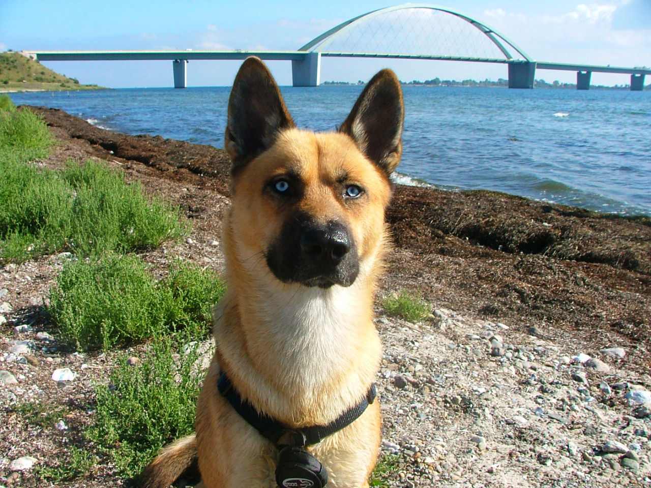 Hund mit Fehmarnsundbrücke im Hintergrund