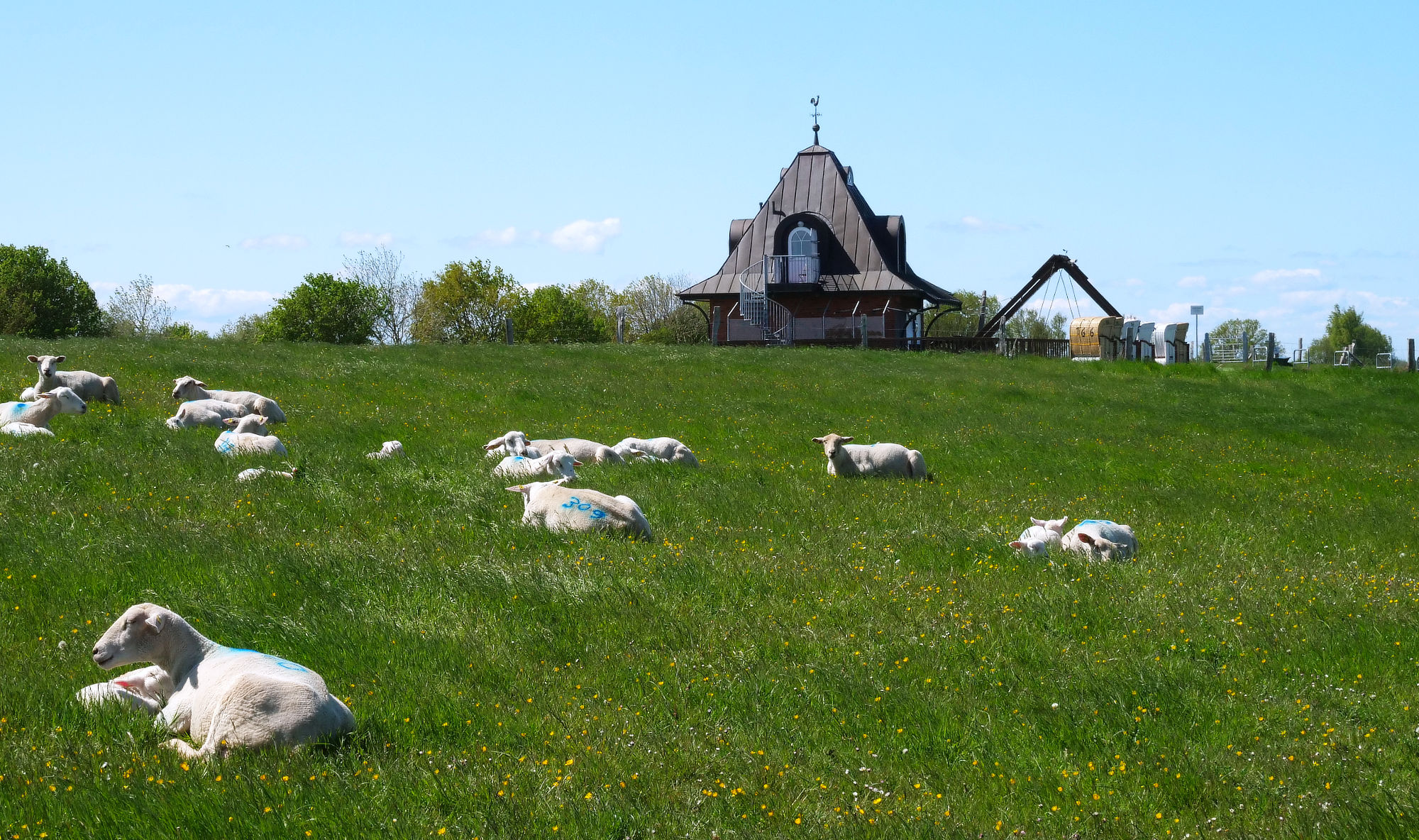 Schafe im Naturschutzgebiet Grüner Brink