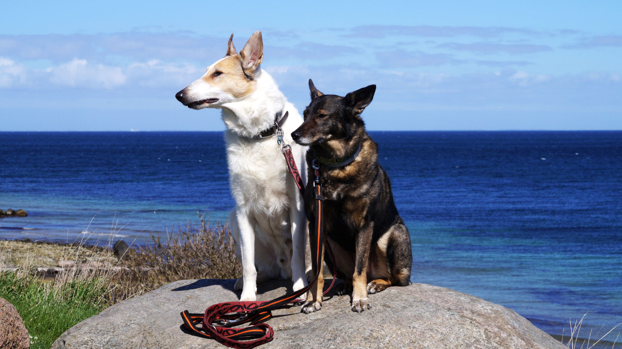 Hunde auf Felsen vor der Ostsee